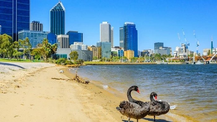 Nằm mộng thấy mình tới Úc để ngắm thiên nga đen